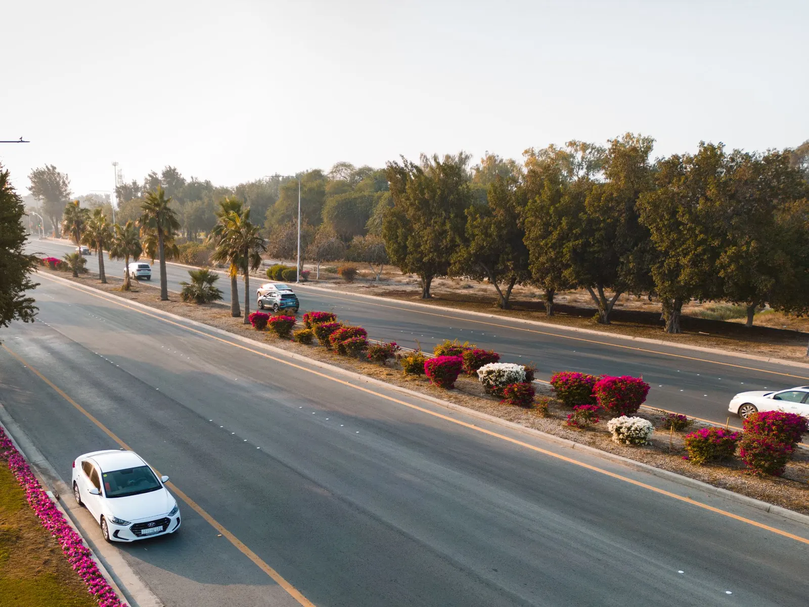 Traffic on a palm-lined highway in Saudi Arabia